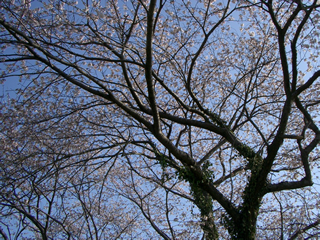 近所の桜