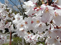 佐和山の桜