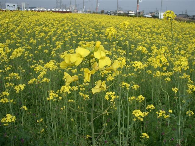 菜の花